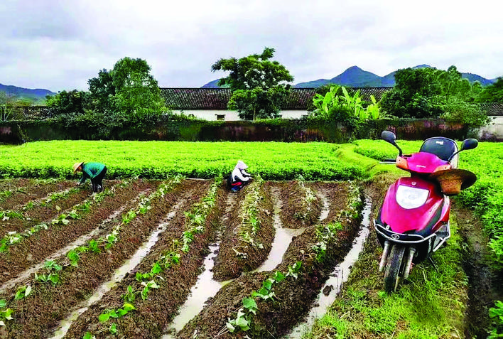     村民在種植檳榔薯。